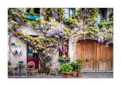 Hens and Wisteria City Island