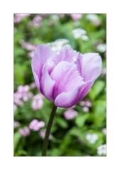 Tulip at the Luxembourg Gardens