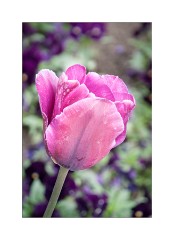 Tulip from Notre Dame Gardens