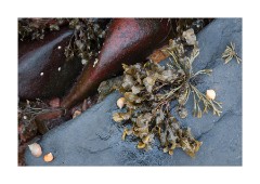Close up of the  Beach at Loch Shieldaig