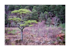 Colourful Winter Woodland Glen Shieldaig