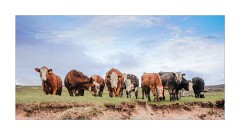 Cows Checking on Me on the Beach at Red Point