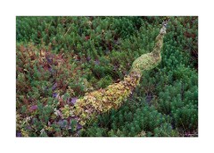Cromasaig Woodland Log  Covered in Greenery