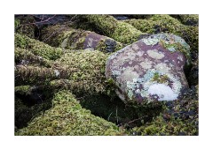 Edge of Loch Shieldaig