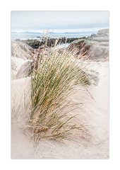 Grasses Blowing in the Wind Mellon Udrigle