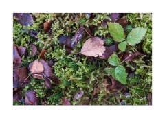 Ground Cover in Cromasaig Woodland