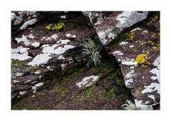 Lichen and Plants at Upper Loch Torridon