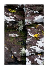Rocks and Lichens at Upper Loch Torridon