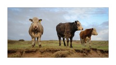 The Cows at Red Point Beach