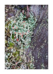 Tiny Flowers in Winter Woodland Glen Shieldaig