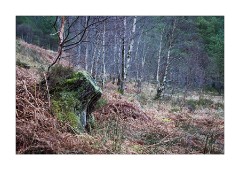 Trees in Glen Shieldaig