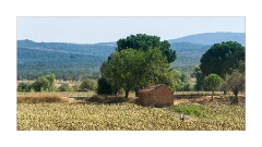 Ephesus and Sirince 01  Sunflowers near Ephesus