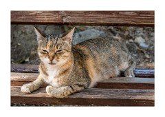 Gallipoli Troy and Yesilyurt 19  Cat  in Troy