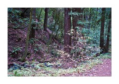 Henry Cowell Redwoods Last of the Winter Leaves