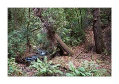 Henry Cowell Redwoods Little Stream
