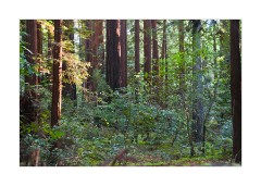 Redwood Grove Trees in Sun Light