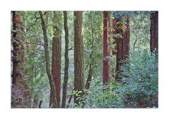 Redwood Grove Trees