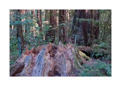 Remains of a Redwood Tree