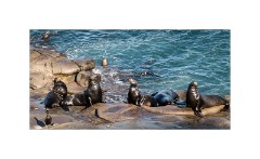 San Diego 09  Scripps Park La Jolla