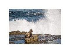 San Diego 10  Scripps Park La Jolla