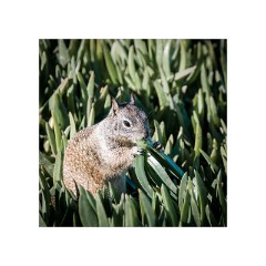 San Diego 11  Scripps Park La Jolla - Grey Squirrel Eating The Plant