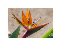 San Diego 12  Scripps Park La Jolla - Bird of Paradise