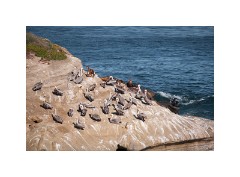 San Diego 13  Scripps Park La Jolla - Pelicans and Seals