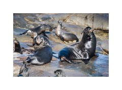 San Diego 14  Scripps Park La Jolla