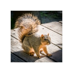 San Diego 18  San Diego Museum of Art - Red Squirrel