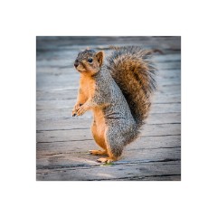 San Diego 19  San Diego Museum of Art - Cheeky Red Squirrel