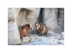 San Diego 21  San Diego Zoo