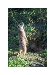 San Diego 22  San Diego Zoo - Meerkat