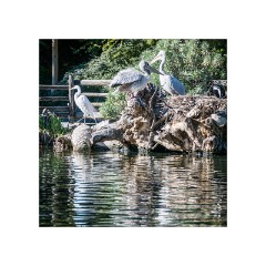 San Diego 26  San Diego Zoo Safari Park