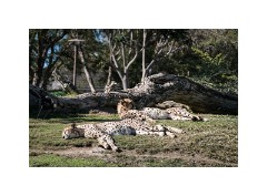 San Diego 29  San Diego Zoo Safari Park