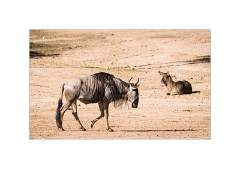San Diego 30  San Diego Zoo Safari Park