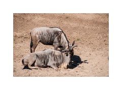 San Diego 31  San Diego Zoo Safari Park