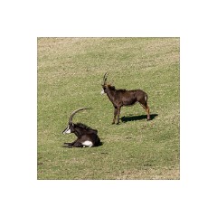 San Diego 32  San Diego Zoo Safari Park