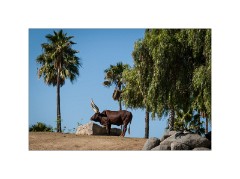 San Diego 33  San Diego Zoo Safari Park