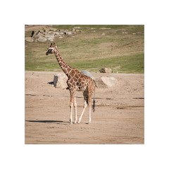 San Diego 34  San Diego Zoo Safari Park