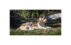 San Diego 35  San Diego Zoo Safari Park