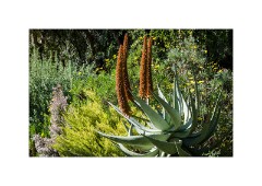 San Diego 37  San Diego Zoo Safari Park