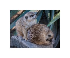 San Diego 42  San Diego Zoo Safari Park