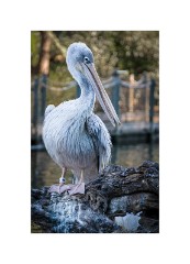 San Diego 43  San Diego Zoo Safari Park