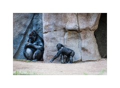 San Diego 44  San Diego Zoo Safari Park