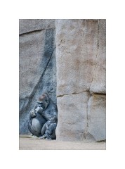 San Diego 45  San Diego Zoo Safari Park