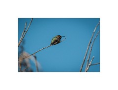 San Diego 62  Torrey Pines State Reserve San Diego - Humming Bird