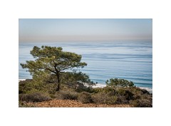 San Diego 63  Torrey Pines State Reserve San Diego