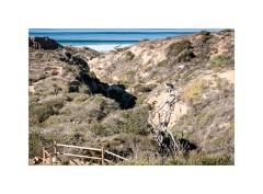 San Diego 64  Torrey Pines State Reserve San Diego