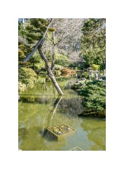 San Francisco 10  Japanese Tea Garden San Francisco