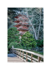 San Francisco 14  Japanese Tea Garden San Francisco